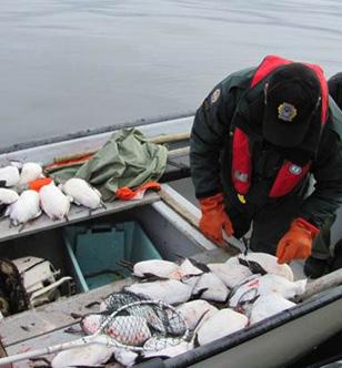 Wildlife officer checking hunted murres