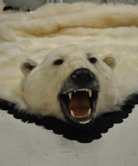 Seized polar bear rug in Burlington