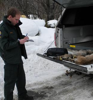 Un agent de la faune lors d'une inspection portant sur le commerce de lynx roux sans les permis requis en vertu de la CITES