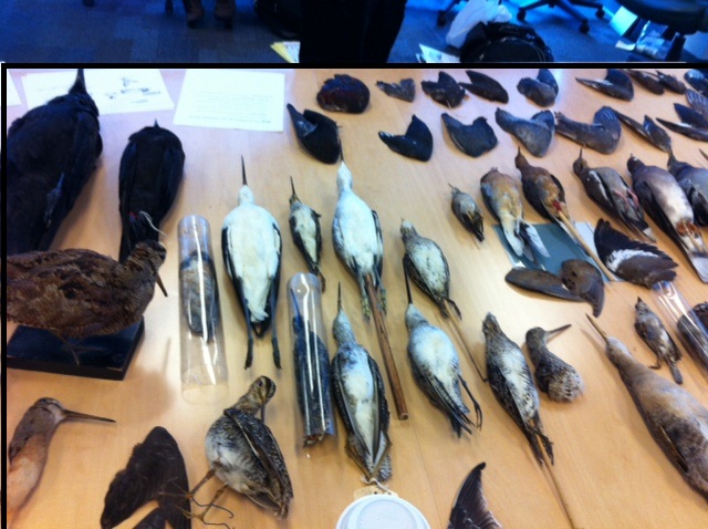 Bird Wing Identification training for wildlife officers in Gatineau