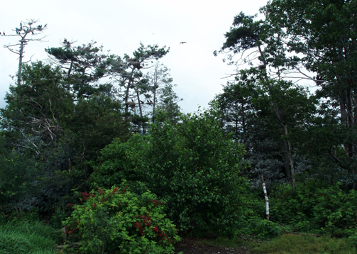 Trees on eastern shore of Eleanor Island .