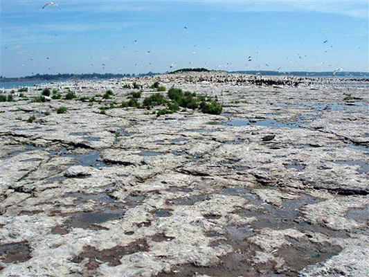 Photo of Exposed limestone and sparse vegetation