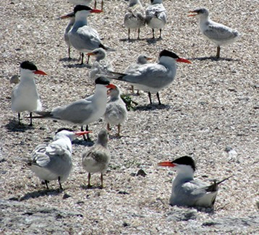 Photo of Caspian Tern adults and chicks