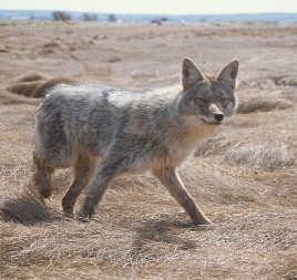 Coyote