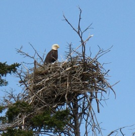 Bald Eagle