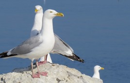 Gulls