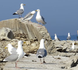 Herring Gulls