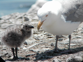 Herring Gull adult with chick