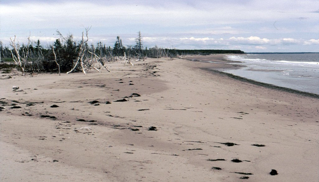 Érosion côtière extensive le long de la côte est de l’Île Portage.