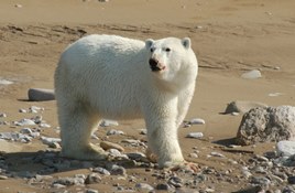 Caribou de Peary à la réserve nationale de faune de Polar Bear Pass