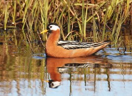 Phalarope à bec large