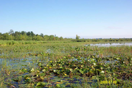 Emergent vegetation