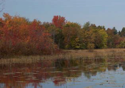 Sugar Maple deciduous forest