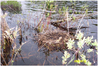 Common Loon nest