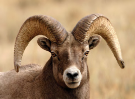 Mouflon de Californie