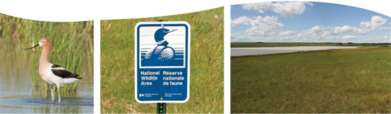 American Avocet; Boundary sign; An open grass field with Spiers lake on the left. See long description below.