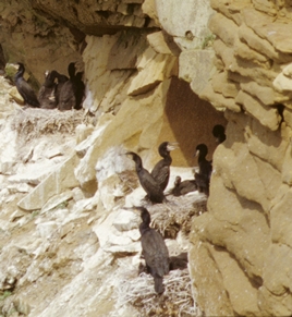 Colonie de Grands Cormorans