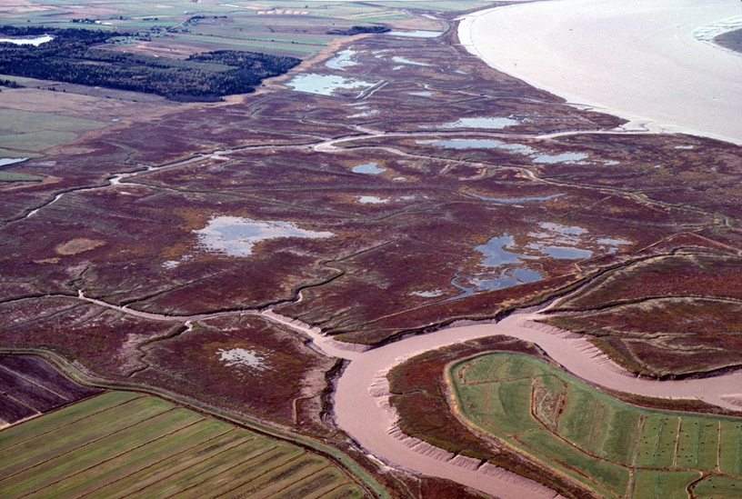 The expansive salt marsh of the 600 ha.