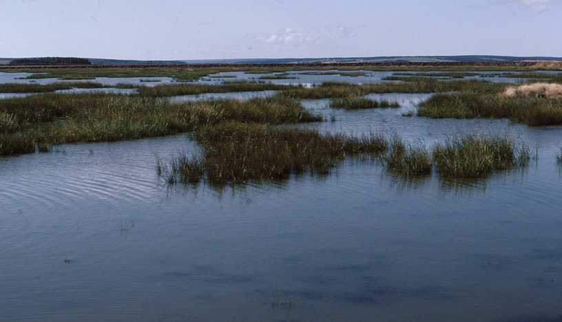 The brackish Burgess Impoundment