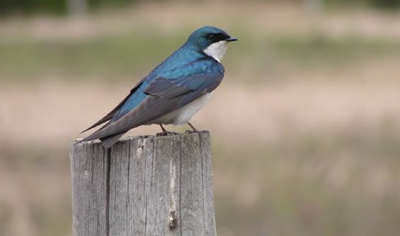 Tree swallow, Tachycineta bicolor, emerging from an artificial nest box erected on St. Denis National Wildlife Area.