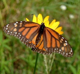 Monarch Butterfly on yellow flower.