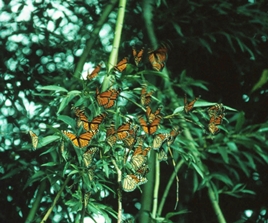 Monarchs gather during migration