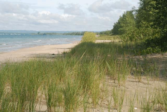 Marram/American Beach Grass, Wellers Bay National Wildlife Area