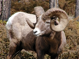Photo of California bighorn sheep