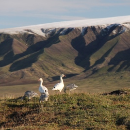 Snow Geese on Bylot Island