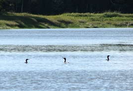 Loons in Musquash Estuary Marine Protected Area