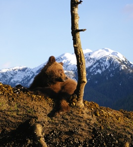 Bear in Khutzeymateen Provincial Park