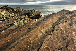 Megafossils at Mistaken Point Ecological Reserve