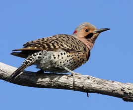 Northern Flicker