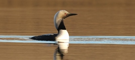Pacific Loon at Bylot Island Migratory Bird Sanctuary
