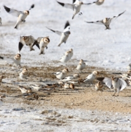 Snow buntings