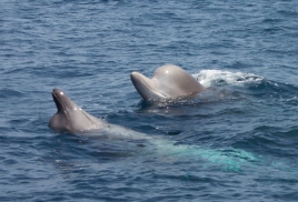 Bottlenose whales in the Gully Marine Protected Area