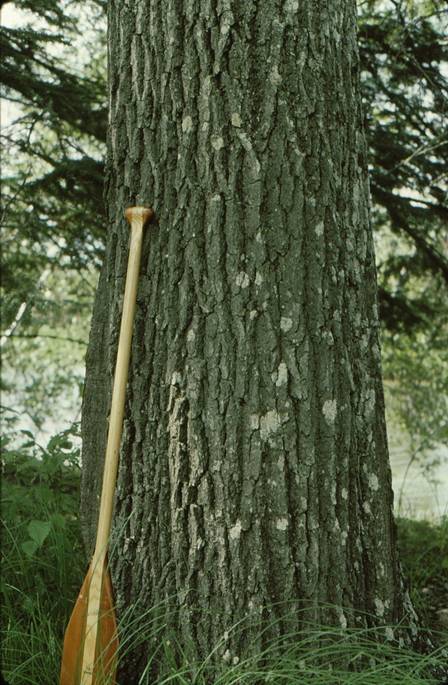 Photo of Majestic Red Oaks