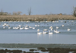 Tundra Swans during migration