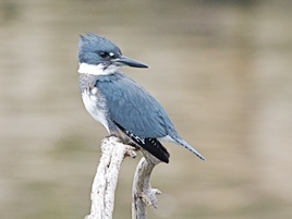 Belted kingfisher