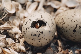 Hatching Caspian Tern egg