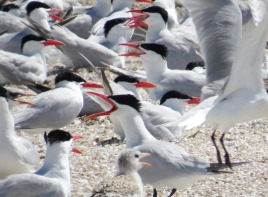 Caspian Terns