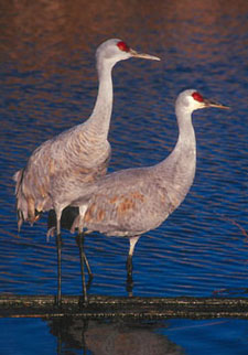 Two Cranes on a log with water surrounding.