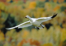 Photo of Greater Snow Goose in flight