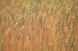 Wheat - Photo: © COREL Corporation, 1994