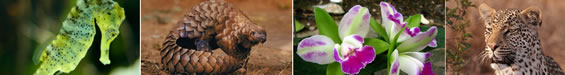 Quatre photo de gauche à droite : 1) Hyppocampe; 2) Pangolin; 3) Orchidée; 4) Léopard