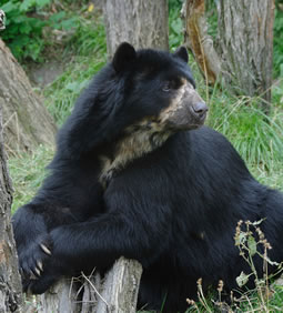 Asian Black Bear