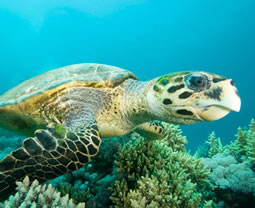 Hawsbill sea turtle
