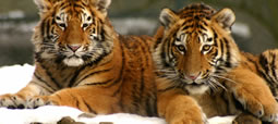 Two Bengal Tigers