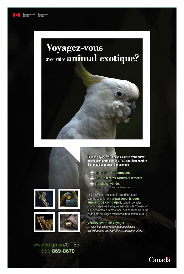 pet poster