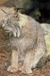 Canada Lynx. Photo: © Peter Dollinger